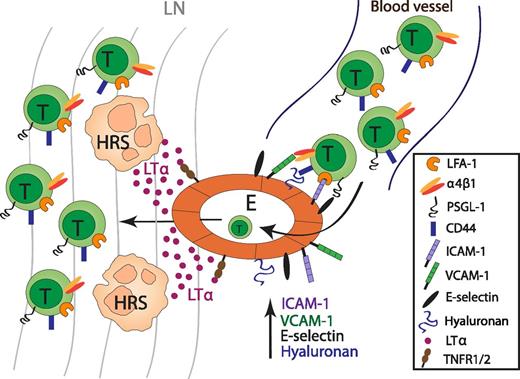 The role of LTα in the recruitment of T cells in cHL. HRS-cell derived LTα acts on endothelial cells to upregulate the expression of the adhesion molecules ICAM-1, VCAM-1, E-selection, and hyaluronan, which are important for T-cell recruitment into lesional lymph nodes in cHL. E, endothelium; LN, lymph node.