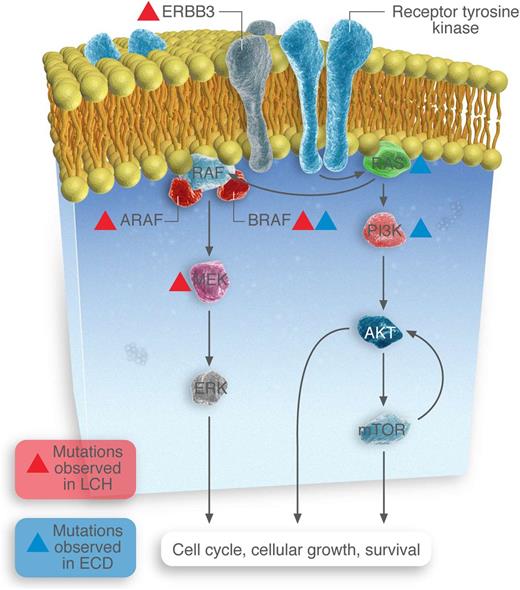Somatic mutations identified in MAPK and PI3K-AKT-mTOR pathway members in LCH and ECD patients.