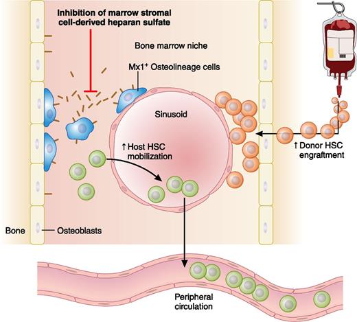 Inhibiting Mx1+ osteolineage cell production of heparan sulfate proteoglycans disrupts HSC interactions within the bone marrow niche, leading to potential clinical applications that include enhancing donor stem cell mobilization in response to granulocyte colony-stimulating factor (G-CSF) and enabling donor stem cells to engraft in the host bone marrow niche without cytotoxic conditioning. Professional illustration by Patrick Lane, ScEYEnce Studios.