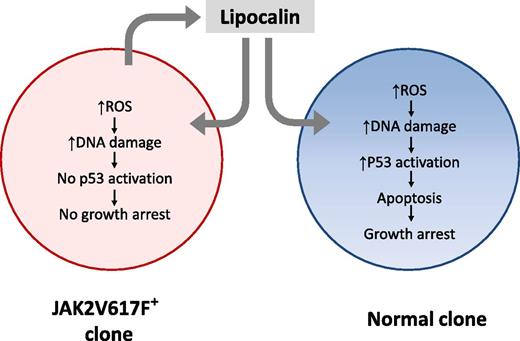 Secretion of Lcn2 by JAK2V617F+ MPN cells induces ROS and DNA damage in coexisting JAK2V617F− normal cells, leading to p53 activation, cell-cycle arrest, and apoptosis. Lcn2 also induces ROS and DNA damage in JAK2V617F+ neoplastic cells, but an impaired p53 response in these cells may prevent growth impairment, providing them with a selective growth advantage. Lcn2-induced DNA damage could potentially contribute to acute leukemic transformation of JAK2V617F+ and JAK2V617F− cells from MPN patients to AML.