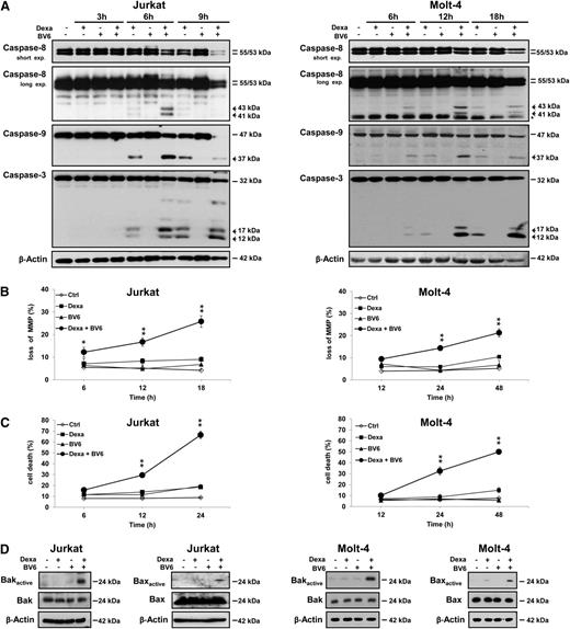 Figure 3. Smac mimetic and dexamethasone cooperate to induce caspase activation and mitochondrial perturbations. Cells were treated for indicated times (A-C) or for 5 hours (D, Jurkat) or 6 hours (D, Molt-4) with dexamethasone (Jurkat: 300 µM, Molt-4: 200 µM) and/or BV6 (Jurkat: 7 µM, Molt-4: 5 µM). (A) Caspase activation was analyzed by western blotting, active cleavage fragments are indicated by arrowheads, and unspecific bands by asterisk. (B) MMP was assessed by flow cytometry. (C) Cell death was determined by forward/side scatter analysis and flow cytometry. (D) Bak and Bax activation was determined by immunoprecipitation using active conformation-specific antibodies. (B-C) Mean and SD of 3 experiments performed in triplicate are shown; *P < .05; **P < .01 comparing BV6/dexamethasone-treated to control cells.