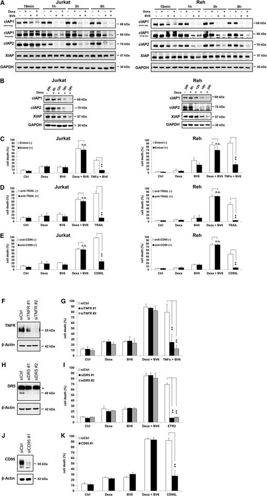 Figure 4. Smac mimetic and dexamethasone cooperate to downregulate IAP protein levels. (A-B) Cells were treated for indicated times with 300 µM dexamethasone and/or BV6 (Jurkat: 7 µM, Reh: 0.3 µM) (A) or with 300 µM dexamethasone (B). Protein expression of cIAP1, cIAP2, and XIAP was analyzed by western blotting after short or long exposure (exp.) times of blots. (C-E) Cells were treated for 24 hours (Jurkat) or 72 hours (Reh) with 300 µM dexamethasone and/or BV6 (Jurkat: 7 µM, Reh: 0.3 µM) in the presence or absence of 10 µg/mL Enbrel (C), 1 µg/mL anti-TRAIL antibody (D), or 5 µg/mL anti-CD95 antibody (E); treatments with 1 ng/mL TNFα and BV6 (Jurkat: 7 µM, Reh: 0.3 µM) (C), 5 ng/mL TRAIL (D), or 40 ng/mL hexameric CD95 ligand (CD95L) were used as PCs to demonstrate the effectiveness of blocking antibodies. (F-K) Jurkat cells were transfected with nonsilencing control siRNA (siCtrl) or siRNA against TNFR1 (siTNFR#1, siTNFR#2), DR5 (siDR5#1, siDR5#2), or CD95 (siCD95#1). Expression of death receptors was analyzed by western blotting, and asterisk indicates unspecific bands (F,H,J). Cells were treated for 24 hours with 300 µM dexamethasone and/or 7 µM BV6; treatments with 1 ng/mL TNFα and 1 µM BV6 (G), 1 μg/mL DR5 agonistic antibody Lexatumumab (ETR2) (I), or 40 ng/mL hexameric CD95 ligand (CD95L) (K) were used as PCs to demonstrate the efficacy of gene silencing. Cell death was determined by forward/side scatter analysis and flow cytometry. Mean and SD of 3 experiments performed in triplicate are shown; **P < .01; n.s., not significant.