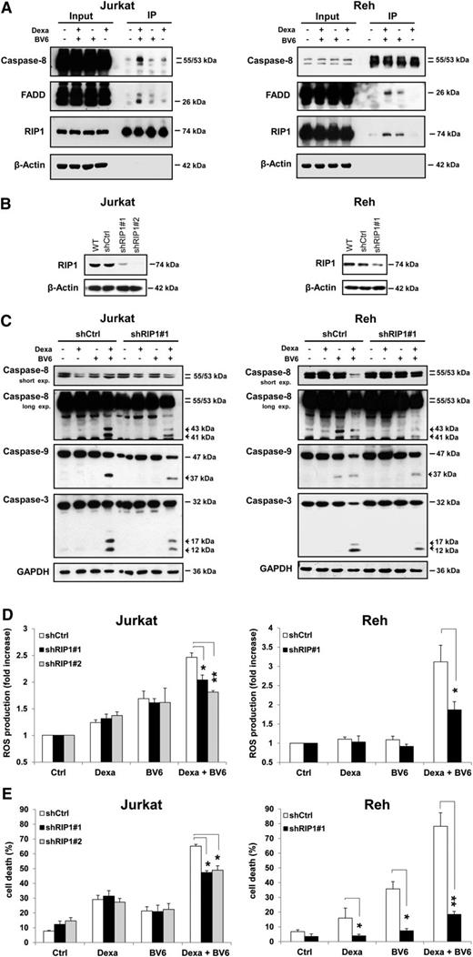 Figure 5. Smac mimetic and dexamethasone cooperate to trigger the formation of the ripoptosome, which is required for Smac mimetic-/dexamethasone-induced cell death. (A) Cells were treated for 6 hours with 300 µM dexamethasone and/or BV6 (Jurkat: 7 µM, Reh: 0.3 µM) in the presence of 20 µM zVAD.fmk. Caspase-8 was immunoprecipitated (IP) using an anti-RIP1 antibody (Jurkat) or an anti-caspase-8 antibody (Reh), and western blotting detected the indicated proteins. (B-E) Cells were transduced with control vector (shCtrl) or vector containing shRNA sequences against RIP1 (shRIP1#1, shRIP1#2). Expression of RIP1 was analyzed by western blotting (B). In (C), cells were treated for 6 hours (Jurkat) or 12 hours (Reh) with 300 µM dexamethasone and/or BV6 (Jurkat: 7 µM, Reh: 0.3 µM), and caspase activation was analyzed by western blotting, active cleavage fragments are indicated by arrowheads. In (D), cells were treated for 4 hours (Jurkat) or 8 hours (Reh) with 300 µM dexamethasone and/or BV6 (Jurkat: 7 µM, Reh: 0.3 µM), and ROS production was determined by CellROX staining and flow cytometry and is shown as fold increase. In (E), cells were treated for 24 hours (Jurkat) or 72 hours (Reh) with 300 µM dexamethasone and/or BV6 (Jurkat: 7 µM, Reh: 0.3 µM) and cell death was determined by forward/side scatter analysis and flow cytometry. In (D-E), mean and SD of 3 experiments performed in triplicate are shown; *P < .05; **P < .01.