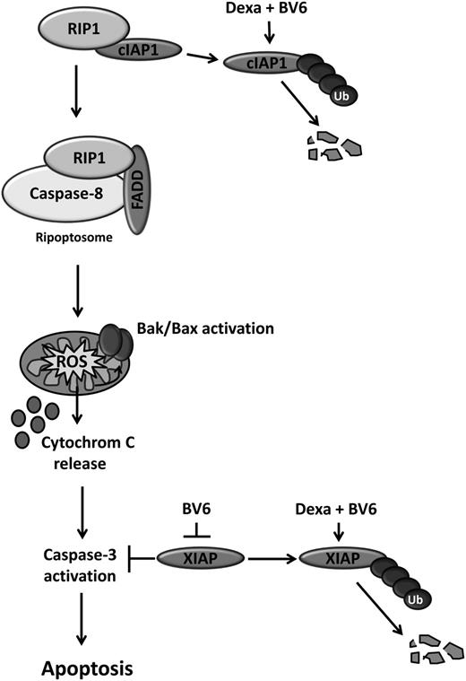 Figure 6. Scheme of synergistic induction of apoptosis by BV6/dexamethasone cotreatment. BV6 and dexamethasone cooperate to cause rapid downregulation of cIAP proteins, which in turn triggers the formation of the ripoptosome, a cytosolic complex of RIP1, FADD, and caspase-8. Ripoptosome assembly drives caspase-8 activation, leading to Bak activation, ROS production, cytochrome C release, caspase-3 activation, and cell death. Also, BV6 and dexamethasone act together to downregulate XIAP, which promotes caspase-3 activation and cell death. In addition, BV6 binds to and antagonizes XIAP.
