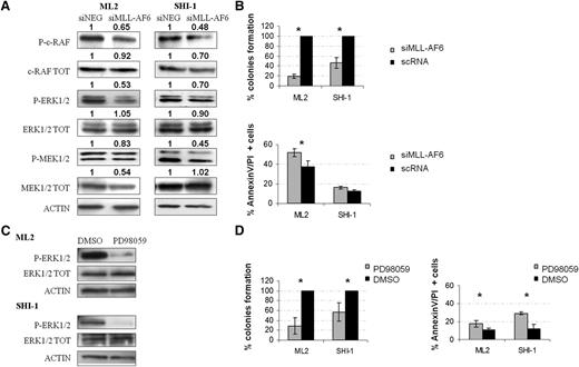 Figure 3. AF6 controls RAS-GTP levels and RAS downstream pathway. (A) WB analyses of the RAF/MEK/ERK pathway after silencing of MLL-AF6 in ML2 and SHI-1 cell lines: a decreased level of phosphorylation for c-RAF, MEK1/2, and ERK1/2 is visible compared with negative controls (scRNA); anti-ACTIN was used as control for total protein amount. (B) (Top) A decrease in colony formation (percentage with respect to scRNA) on semisolid medium. (Bottom) An increase in apoptosis (Annexin and propidium iodide-positive cells) in ML2 and SHI-1 cell lines after MLL-AF6 silencing (siMLL-AF6) compared with scRNA are observed (n = 3; P < .05). (C) Treatment of ML2 and SHI-1 cells with PD98059 (40 µM). WB analysis shows p-ERK1/2 reduction after treatment. Anti-ACTIN was used as a positive control of protein amount. (D) (Left) An increased apoptosis and (right) a decreased percentage of colony formation is measured after treatment with PD98059 compared with negative controls treated with dimethylsulfoxide (n = 2). *P < 0.05.