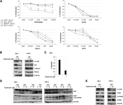 Figure 5. Tipifarnib treatment provoked RAS inhibition and induced apoptosis of t(6;11)-rearranged cell line. (A) MLL-rearranged cell lines treated with increasing concentrations of chemotherapies (Doxo, Ara-C or VP16; 0.01-10 µM) showed a similar reduction in proliferation, whereas tipifarnib (0.1–100 µM) was specifically reducing ML2 cell proliferation. (B) WB analysis showed p-ERK1/2 reduced levels during increasing tipifarnib treatment in ML2. (C) Histogram represented the ratio between p-ERK and total ERK in ML2: a reduction of p-ERK was visible after tipifarnib treatment. (D) WB analysis showed BCL2-like 11 (apoptosis facilitator) (BIM) and PARP cleavage increased after tipifarnib treatment in ML2. (E) WB analysis showed mechanistic target of rapamycin (serine/threonine kinase) (mTOR) and p70S6K phosphorylated and total protein after tipifarnib treatment in ML2 and THP-1.