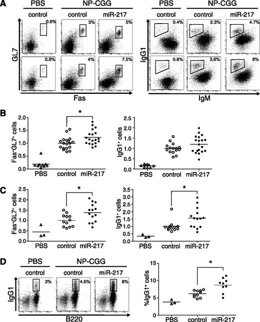 Figure 2. miR-217 expression in B cells enhances the GC response. (A) Representative FACS analysis of B220+ lymphocytes in lymph nodes after primary (upper) or secondary (lower) NP-CGG immunization of miR-217TG mice or littermate controls. (B) miR-217TG mice (closed circles) or littermate controls (open circles) were immunized by subcutaneous injection of NP-CGG in complete Freund’s adjuvant, and 14 days after immunization, lymph nodes were analyzed for the presence of GC B cells (Fas+GL7+) and switched B cells (IgG1+). Mice injected with PBS (open triangles) were used as nonimmunized controls. Each symbol represents an individual mouse. Data were normalized to the mean value of control mice in each experiment; results are shown for a total of 4 experiments performed with 4 independent miR-217TG mouse lines (P = .01 for GC B cells and P = .08 for switched B cells). (C) Fourteen days after a primary immunization as in B, mice were reimmunized by subcutaneous injection of NP-CGG and analyzed 7 days later. Symbol code as in B. Data from 2 independent experiments was normalized to the mean response of control mice in each experiment (P = .019 for GC and P = .018 for switched B cells). (D) Spleen memory IgG1+ B cells analyzed by flow cytometry 1 year after NP-CGG immunization of miR-217KI mice. The FACS plots show the frequency of cells in the gate referred to proportion within B220+ cells. Symbol code as in B (P = .003).