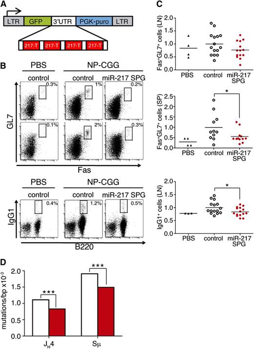 Figure 4. Inhibition of endogenous miR-217 expression in B cells impairs the GC response. (A) miR-217-Sponge (miR-217SPG) retroviral construct. Four miR-217 complementary sites, separated by 4-nt spacers, were placed downstream of GFP in the MGP vector. (B-C) GC response of mouse chimeras reconstituted with control or miR-217SPG retrovirally transduced bone marrow precursors analyzed 14 days after NP-CGG immunization. (B) Representative FACS analysis of B220+ GC cells (Fas+GL7+) in (upper) lymph nodes and (lower) spleen and of switched (IgG1+) lymph node cells after NP-CGG immunization. Plots are gated on CD45.1+GFP+ cells. (C) Quantification of GC and switched B cells in mouse chimeras reconstituted with control (open circles) or miR-217 SPG (in red) retrovirally transduced bone marrow precursors. Nonimmunized mice injected with PBS (triangles) were included as immunization controls. Each symbol represents an individual mouse. Data are normalized to the mean response of control mice of 2 independent experiments. Statistical significance was determined by a 2-tailed Student t test vs control immunized mice (P = .12 for LN GCs, P = .05 for SP GCs, and P = .04 for switched B-cell generation). (D) NGS quantification of mutations in (left) JH4 and (right) Sµ sequences in GFP+CD45.1+ GC (Fas+GL7+) B cells isolated from pooled Peyer’s patches of 8 control (open bars) and 8 miR-217SPG (red bars) mouse chimeras. Data are from 2 (JH4) and 1 (Sµ) independent experiments. At least 190 000 kb was sequenced per genotype. Statistical significance of the mean total mutation frequency at each position was determined by a paired Student t test (P = 3.7 × 10−5 for JH4 SHM and P = 4 × 10−4 for Sµ SHM).