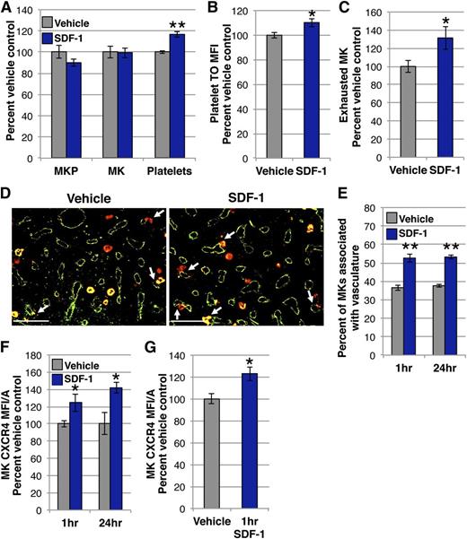 Figure 1. Vascular elevation of SDF-1 by IV administration acutely promotes the association of MKs with vasculature and thrombopoiesis. (A) MKP, MK, and platelet kinetics 24 hours after 400 ng IV SDF-1 (blue) or vehicle control (gray). SDF-1-treated mice have an acute increase in circulating platelets with no change in MK or MKP number in the marrow. MKP (colony assay) and MK (imaging flow cytometry) numbers are normalized to per femur values. Mean absolute numbers for vehicle controls: 16 905 MKP/femur, 45 939 MK/femur, 430 × 103 platelets/μL. (B) MFI of thiozole orange (TO) in platelets identified as CD41+Ter119- by imaging flow cytometry 24 hours after IV SDF-1 or vehicle. Platelets from SDF-1–treated mice have increased TO staining. (C) The proportion of exhausted MKs was identified by imaging flow cytometry and presented as percent of vehicle control for each experiment. Mean proportion of exhausted MKs for vehicle controls: 0.14. (D) Representative images of femoral marrow immunohistochemistry (IHC) for Gp1Bβ (MKs, red) and MECA32 (vascular endothelium, green) 24 hours after IV treatment with vehicle (left panel) or SDF-1 (right panel). White arrows indicate examples of MKs physically associated with MECA32+ vessels. Some MKs express the pan-endothelial antigen recognized by MECA32.57 Images were processed as described in the “Immunohistochemistry” section. (E) Quantification of Gp1Bβ+ MKs physically associated with MECA32+ vessels by manual counting of IHC 1 hour and 24 hours after IV SDF-1 (blue) or vehicle (gray). IV SDF-1 acutely increases MK association with the vasculature. (F) MFI/A of surface CXCR4 on primary MKs by imaging flow cytometry of flushed marrow samples prepared 1 hour and 24 hours after IV SDF-1 (blue) or vehicle (gray). (G) MFI/A of surface CXCR4 on in vitro–derived MKs 1 hour after SDF-1 treatment (blue) by imaging flow cytometry. SDF-1 treatment increases MK surface CXCR4 both in vivo (F) and in vitro (G). Error bars represent standard error of the mean of ≥3 independent experiments (n = 6-18 total mice per group). Statistical analyses comparing SDF-1 to vehicle controls were performed using a 2-tailed Student’s t test. Bar represents 100 μm (D). *P < .04; **P < .005.
