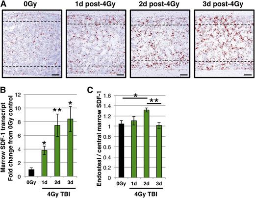 Figure 3. Temporal and spatial changes in marrow SDF-1 following sublethal radiation. (A) Representative images of radioactive in situ hybridization with SDF-1 antisense probe (red pseudocolor indicates SDF-1 transcripts) on femoral marrow sections from (left to right panels): unirradiated (0 Gy), and days 1, 2, and 3 post-4 Gy TBI. Dotted lines delineate the endosteal region. Images were acquired and processed as described in the “RNA in situ hybridization.” (B) Expression of SDF-1 transcripts by qPCR in flushed marrow cells from unirradiated mice (black) and days 1, 2, and 3 post-4 Gy TBI (green). SDF-1 transcripts increase in the marrow following TBI. (C) Ratio of SDF-1 transcript area in the endosteal region (between 0-100 μm from the endosteal surface within the diaphysis) compared to an immediately adjacent region of the same size (between 100-200 μm from the endosteal surface) for each biologic replicate of unirradiated mice (black), and days 1, 2, and 3 post-4 Gy TBI (green). An endosteal gradient of SDF-1 transcript is apparent at day 2, but is lost at day 3. Error bars represent standard error of the mean of ≥3 independent experiments (n = 3-7 total mice per group). Statistical analyses either comparing irradiated samples to unirradiated control (B) or indicated samples (C) were performed using a 2-tailed Student’s t test. Bar represents 100 μm (A). *P < .02; **P < .007.