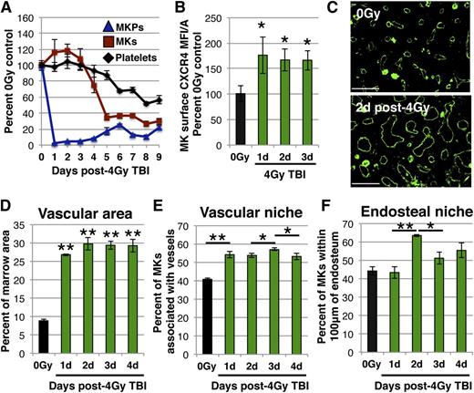 Figure 4. Altered niche occupancy of radioresistant MKs following sublethal radiation. (A) MK lineage injury kinetics following 4 Gy TBI. Circulating platelets (black) and marrow MKs (red) remain at steady-state levels for 3 days (one-way analysis of variance, P = .45), while upstream MKPs (blue) are rapidly lost. MKP (colony assay) and MK (imaging flow cytometry) numbers are normalized to per femur values and all compartments expressed as percent of unirradiated control. Mean absolute numbers for 0 Gy controls: 13 550 MKP/femur, 56 022 MK/femur, 484 × 103 platelets/μL. (B) MFI/A of surface CXCR4 on primary MKs by imaging flow cytometry of flushed marrow samples prepared from unirradiated controls (black) or days 1 to 3 post-4 Gy TBI (green). MKs from irradiated mice display increased surface CXCR4 expression. (C) Representative images of femoral IHC for MECA32 (vasculature, green) with hindlimbs isolated from unirradiated mice (top panel) or day 2 post-4 Gy TBI (bottom panel). The marrow vasculature dilates after TBI. (D) Quantification of vascular area within MECA32+ marrow vessels by IHC. Vascular dilation occurs by day 1 after injury and remains constant from days 1 to 4 post-4 Gy TBI. (E) Quantification of Gp1Bβ+ MKs physically associated with MECA32+ vessels by femoral IHC prepared from unirradiated control mice (black) or days 1 to 4 post-4 Gy TBI (green). MK association with vasculature changes dynamically following radiation, increasing between days 0 and 1 and between days 2 and 3, but decreasing between days 3 and 4. (F) Quantification of Gp1Bβ+ MKs in the endosteal niche (within 100 μm of the endosteal surface within diaphysis) by IHC in unirradiated control mice (black) and days 1 to 4 post-4 Gy TBI (green). MKs increase in the endosteal niche between days 1 and 2, and decrease between days 2 and 3. Image processing and analysis is described in the “Immunohistochemistry” section. The vascular niche and endosteal niche measurements were not made in a mutually exclusive manner and there may be overlap in occupancy between these niches. Error bars represent standard error of the mean of ≥3 independent experiments (n = 3-12 total mice per group). Statistical analyses either comparing irradiated samples to unirradiated control (B and D) or indicated samples (E and F) were performed using a 2-tailed Student’s t test. Bar represents 100 μm (C). *P < .04; **P < .001.