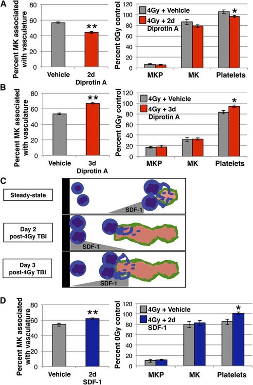 Figure 5. Changes in SDF-1 regulate MK spatial location and platelet production following 4 Gy TBI. (A) Analysis of MK lineage kinetics (right panel) and Gp1Bβ+ MKs physically associated with MECA32+ vasculature (left panel) 24 hours after treatment with Diprotin A (red) or vehicle (gray) at day 2 post-4 Gy TBI. Diprotin A-mediated stabilization of SDF-1 at day 2 following TBI decreases platelets and MKs in the vascular niche. MKP (colony assay) and MK (imaging flow cytometry) numbers are normalized to per femur values and all compartments are expressed as percent of unirradiated control. Mean absolute numbers for 0 Gy controls: 12 420 MKP/femur, 53 946 MK/femur, 470 × 103 platelets/μL. (B) Analysis of MK lineage kinetics (right panel) and Gp1Bβ+ MKs physically associated with MECA32+ vasculature (left panel) 24 hours after treatment with Diprotin A (red) or vehicle (gray) at day 3 post-4 Gy TBI. Diprotin A-mediated stabilization of SDF-1 at day 3 increases platelets and MKs in the vascular niche. MKP (colony assay) and MK (imaging flow cytometry) numbers are normalized to per femur values and all compartments expressed as percent of unirradiated control. Mean absolute numbers for 0 Gy controls: 13 272 MKP/femur, 52 414 MK/femur, 491 × 103 platelets/μL. (C) Model depicting the regulation of MK niche occupancy in the marrow by SDF-1 at steady state (top panel) and days 2 (middle panel) and 3 (bottom panel) after 4 Gy TBI. At a steady state, Diprotin A-mediated stabilization of SDF-1 increases MKs in the vascular niche. At day 2 following TBI, when our studies reveal a gradient of SDF-1 toward the endosteum, stabilization of SDF-1 decreases both MK association with vasculature and the number of circulating platelets. In contrast, at day 3 post-TBI, when the endosteal SDF-1 gradient is lost, stabilization of SDF-1 resembles the steady-state condition with increased MKs in the vascular niche. (D) Analysis of MK lineage kinetics (right panel) and Gp1Bβ+ MKs physically associated with MECA32+ vasculature (left panel) 24 hours after IV SDF-1 administration (blue) or vehicle (gray) at day 2 post-4 Gy TBI. At this time point, elevation of vascular SDF-1 with IV administration counteracts the endogenous endosteal SDF-1 gradient and leads to enhanced MK-vasculature association and increased circulating platelets. Mean absolute numbers for 0 Gy controls: 10 996 MKP/femur, 52 615 MK/femur, 459 × 103 platelets/μL. Error bars represent standard error of the mean of ≥3 independent experiments (n = 5-9 total mice per group). Statistical analyses comparing treated mice to vehicle controls were performed using a 2-tailed Student’s t test. *P ≤ .04; **P < .006.