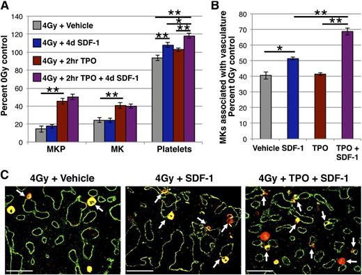 Figure 6. Acute administration of IV SDF-1 improves radiation-induced thrombocytopenia and is an additive with earlier TPO administration. (A) MK lineage kinetics at day 5 post-4 Gy TBI in mice treated with IV SDF-1 at day 4 (blue), 0.3 μg IP TPO (red) at 2 hours, both 2-hour TPO and day 4 SDF-1 (purple), or vehicle control (gray). IV SDF-1 increases platelet count following radiation injury. TPO administration at 2 hours post-TBI increases MK and MKP numbers, and IV SDF-1 at day 4 following initial TPO treatment results in an additive improvement in circulating platelets. MKP (colony assay) and MK (imaging flow cytometry) numbers are normalized to per femur values and all compartments expressed as a percentage of unirradiated control. Mean absolute numbers for 0 Gy controls: 10 939 MKP/femur, 50 595 MK/femur, 473 × 103 platelets/μL. (B) Quantification of Gp1Bβ+ MKs in the vascular niche (physically associated with MECA32+ vessels) by femoral IHC prepared on day 5 post-4 Gy from irradiated vehicle control mice (gray), or mice treated with IV SDF-1 at day 4 (blue), 0.3 μg IP TPO (red) at 2 hours, or both 2-hour TPO and day 4 SDF-1 (purple). Percentage of MKs associated with vasculature (IHC) are normalized to per femur values (imaging flow cytometry). Mean 20 104 MK/femur associated with vasculature for 0 Gy controls. Sequential TPO and SDF-1 administration increases MKs in the vascular niche above either treatment alone. (C) Representative images of femoral marrow IHC for Gp1Bβ (MKs, red) and MECA32 (vascular endothelium, green) at day 5 post-4 Gy with hindlimbs isolated from vehicle controls (left panel), mice receiving IV SDF-1 at day 4 (middle panel), and mice receiving 2-hour TPO followed by day 4 SDF-1 (right panel) as described above. White arrows indicate examples of MKs physically associated with MECA32+ vessels. Images were acquired and processed as described in the “Immunohistochemistry” section. Error bars represent standard error of the mean of ≥3 independent experiments (n = 3-11 total mice per group). Statistical analyses comparing indicated platelet samples in panel A were performed by one-way analysis of variance with Tukey’s multiple comparisons test, and all other indicated comparisons were performed by a 2-tailed Student’s t test. Bar represents 100 μm (C). *P < .05; **P < .006.