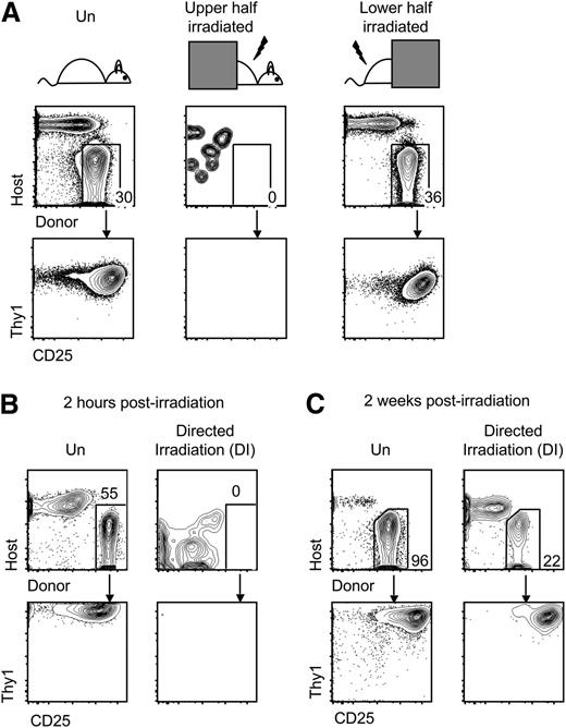 Figure 3. Irradiation conditioning of the thymus reduces homing of progenitors. (A) Short-term homing assay was performed with unconditioned recipients or recipients receiving 900 cGy irradiation to the upper (includes thymus) or lower half (excludes thymus). Cocultures were analyzed by flow cytometry between 2 and 3 weeks later (n = 3; P < .05 comparing upper half to unconditioned using Fisher’s exact test). (B) Short-term homing assay was performed on unirradiated recipients or recipients receiving 900 cGy directed irradiation of the thymus (DI). Cocultures were analyzed between 2 and 3 weeks later (n = 3; P < .05 using Fisher’s exact test). (C) Short-term homing assay was performed on mice 2 weeks after mice were left unirradiated or irradiated with 900 cGy of directed thymic irradiation. Cocultures were analyzed between 2 and 3 weeks later (n = 2).
