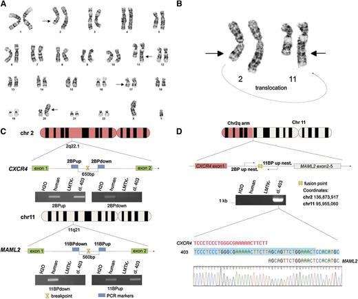 Figure 1. CLL t(2;11) translocation characterization. (A) Giemsa banding of a CLL patient karyotype; chromosomal aberrations are marked with arrows. (B) Giemsa banding of chromosomes 2 and 11 of a CLL patient is reported; a portion of the chromosome 2 q arm is translocated on the q arm of chromosome 11; the curving arrow indicates the translocation orientation. (C) Schematic representation of chromosomes 11 and 2. The PCRs of the last 2 markers used to map the breakpoint on the chromosomes are represented in this figure. The region of 650 bp between the PCR markers 2BPdown and 2BPup contains the breakpoint and maps in the intron between exon 1 and exon 2 of CXCR4. The region of 560 bp between the PCR markers 11BPup and 11BPdown contains the breakpoint that maps in the intron between exon 1 and exon 2 of MAML2. (D) Schematic representation of translocated chromosome (2;11). The breakpoint region has been amplified by a nested PCR using (2BP up nest) and (11BP up nest) primers; the resulting amplicon has been sequenced and the fusion point has been characterized (sequence is shown in reverse). Primers sequences are reported in supplemental Table 2.