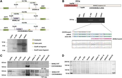 Figure 2. CXCR4/MAML2 fusion gene is expressed in CLL. (A) Top panel, EcoRI restriction map around the breakpoint sites on chromosomes 2 and 11. The green line represents the full-length EcoRI-digested fragment without any break; the light blue line represents the fragment length after chromosome break and the EcoRI-digested fragment after CXCR4/MAML2 fusion. Bottom panel, Southern Blot EcoRI digested. The CXCR4/MAML2 gene fusion fragment of ∼7 kb is shown on lane 2 (GI-403 clone) and on lane 4 (patient B cells). The probe has been designed on the MAML2 gene and its amplification primers are reported in supplemental Table 2. (B) PCR on total cDNA performed with “fusFW” and “fusRV” oligos, designed to amplify a region of 330 bp across the exon1 CXCR4 and the exon2 of MAML2. Primer sequences are reported in supplemental Table 2. The amplicons obtained from this PCR were sequenced (reverse primer used). (C) Western blot using anti-MAML2 polyclonal antibody. The chimeric protein CXCR4/MAML2 (lanes 3 and 5) has a smaller size (∼20 kDa) than MAML2 wt. (D) Ponceau staining of the nitrocellulose membrane shows the total proteins are equally loaded in each lane. This control is relative to panel C.