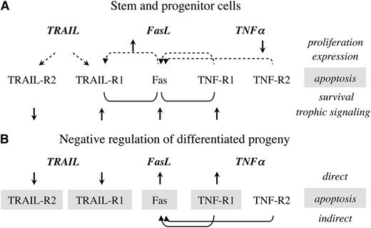 Figure 1. Interactions between TNF family receptors. (A) Stem and progenitor cells; (B) the differentiated progeny. The impact of receptor ligation by the cognate ligands and crosstalk are presented in reference to proliferation, induced expression, apoptosis, survival, and trophic signaling. Joint activation of Fas/TNF-R1 and Fas/TRAIL-R1 results in superior survival, with dominant influence of the TNFα and TRAIL receptors.