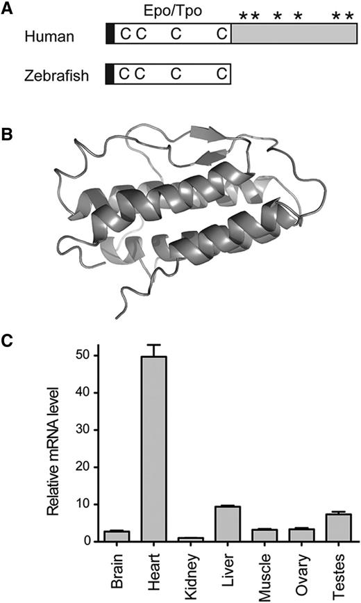 Figure 1. Structure and expression of zebrafish Tpo. (A) Protein structure diagram of human (top) and zebrafish (bottom) Tpo. Black boxes represent the leader sequence, open boxes represent the conserved Epo/Tpo domain, Cs represent conserved Cys residues, *s represent glycosylation sites, and the gray box represents the C-terminal TPO domain found only in mammals. Modified from Bartunek et al.2 (B) Overall structure and secondary-structure elements of zebrafish Tpo, protein is represented as a ribbon diagram. (C) qRT-PCR analysis of tpo levels in adult organs. Tissues are listed along x-axis. The fold change in the expression is relative to kidney marrow, defined as “1.” Bars represent the mean values of 3 biological samples, with error bars representing standard deviation.