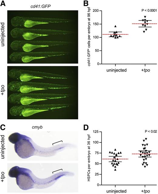 Figure 2. tpo expands the number of thrombocytes and HSPCs in the developing zebrafish embryo. (A) cd41:GFP+ cells in 72 hpf zebrafish embryos uninjected (top) or injected with tpo mRNA (bottom). (B) Numbers of cd41:GFP+ cells quantitated from 96 hpf embryos. Embryos were analyzed using flow cytometry, and the number of cd41:GFP+ cells was calculated based on the frequency of these cells multiplied by the total cell number per embryo. Each data point represents 5 embryos pooled together before digestion and flow cytometry. (C) cmyb+ HSPCs present in the caudal hematopoietic tissue (brackets) at 36 hpf in embryos that were uninjected (top) or injected with tpo mRNA (bottom). (D) Numbers of cmyb+ cells along the dorsal aorta and caudal hematopoietic tissue (brackets) region at 36 hpf quantitated from 2 independent experiments. Dashed red lines in B and D represent the mean with 95% confidence interval (black error bars).