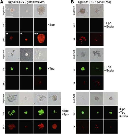 Figure 3. Tpo differentiates thrombocytes and enhances the proliferation of erythro-myeloid progenitors. Methylcellulose assays using progenitor cells isolated from fractionated WKM of adult transgenic fish (as indicated) grown for 4 days in the presence of recombinant Epo, Tpo, and/or Gcsf. Brightfield (top row), cd41:GFP (middle row), and gata1:dsRed or lyz:dsRed (bottom row) images are shown to illustrate representatives colonies. (A) Epo stimulates growth and differentiation of small CFU-E (*) and large BFU-E (**) colonies that are hemoglobinized and express gata1:dsRed (top). Tpo stimulates growth and differentiation of relatively small CFU-T colonies that express high levels of cd41:GFP and low levels of gata1:dsRed (middle). Combinatorial addition of Epo and Tpo also stimulates mixed CFU-TE colonies, consisting of clusters of erythrocytes and thrombocytes that express high levels of both cd41:GFP and gata1:dsRed (bottom). (B) Epo and Gcsf encourage differentiation of hemoglobinized lyz:dsRed+ colonies (top). Tpo and Gcsf induce differentiation of nonhemoglobinized colonies that express cd41:GFP and lyz:dsRed (middle). Combinatorial addition of Epo, Tpo, and Gcsf expand hemoglobinized colonies that express both cd41:GFP and lyz:dsRed (bottom). All photomicrographs were taken at original magnification ×200. Scale bar (top left) represents 100 µm.