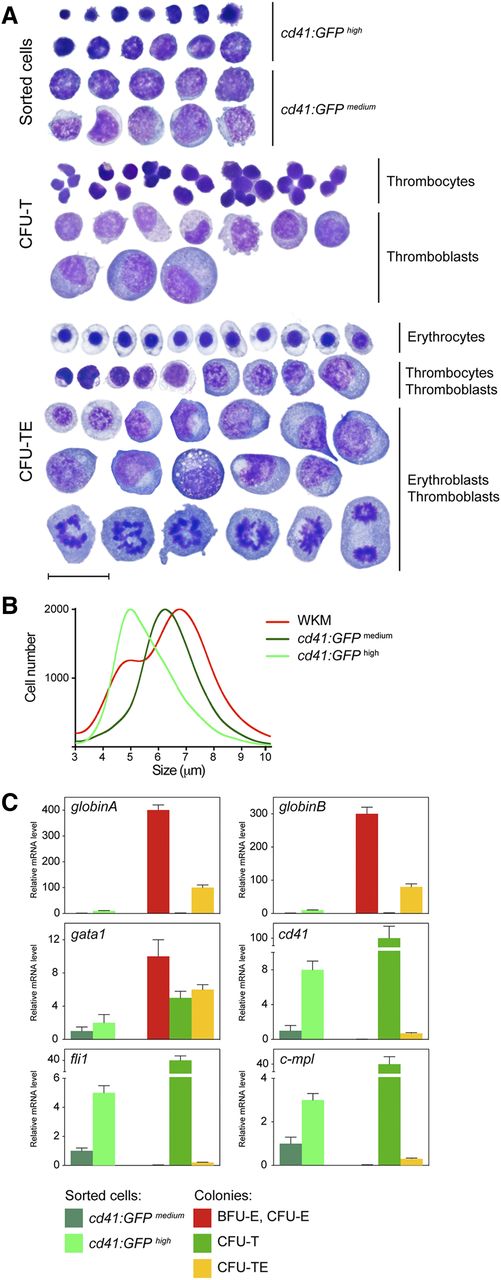 Figure 4. Morphology and gene expression analysis of isolated colonies. (A) Smeared sorted cells or colonies isolated from methylcellulose cultures after 6 days in culture were stained with May-Grünwald Giemsa. cd41:GFPhigh and cd41:GFPmedium cells isolated from adult zebrafish WKM (top). Smeared CFU-T colonies isolated from cells cultured in Tpo (middle). CFU-TEs, isolated from cultures grown in the presence of both Epo and Tpo (bottom). Photomicrographs were taken at original magnification ×1000. Scale bar represents 20 µm. (B) CASY profile of sorted cd41:GFPmedium (dark green), cd41:GFPhigh (light green), and WKM (red) cells. Peaks represent the average size distribution of cells in µm. (C) qRT-PCR analysis of sorted cd41:GFP cells and colonies grown for 6 days using their appearance in combination with lineage specific genes. The cd41:GFPmedium population was used as the reference standard (fold 1), and bars represent mean values of 3 samples, with error bars representing SD.