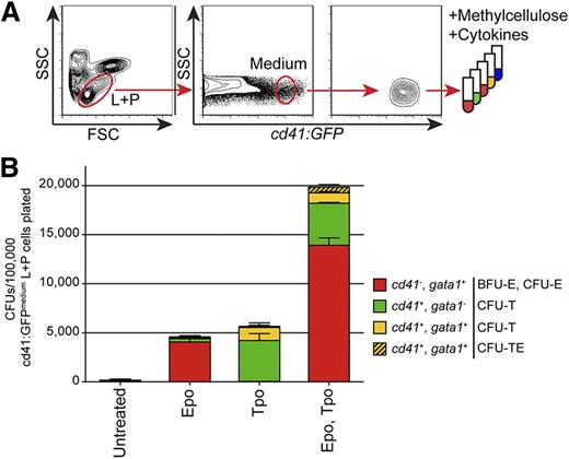 Figure 5. TEPs are enriched within the cd41:GFPmedium combined lymphoid and precursor (L+P) scatter population within the WKM. (A) Experimental schematic for the isolation and cultivation of cd41:GFPmedium cells from the combined L+P scatter fractions of adult WKM. (B) CFUs per 100 000 cd41:GFPmedium cells plated in methylcellulose only (unstimulated) or methylcellulose plus recombinant Epo, Tpo, or Epo and Tpo grown for 4 days. Red bars represent BFU-E and CFU-E gata1:dsRed+ colonies, green bars represent CFU-T cd41:GFP+ colonies, yellow bars represent small, mixed CFU-T cd41:GFP+; gata1:dsRed+ colonies, and hatched yellow bars represent large mixed CFU-TE cd41:GFP+; gata1:dsRed+ colonies. Bars represent an average of at least 3 samples, with error bars representing SD. Please see supplemental Figures 3-5 and 8 for additional data pertaining to these culture experiments.