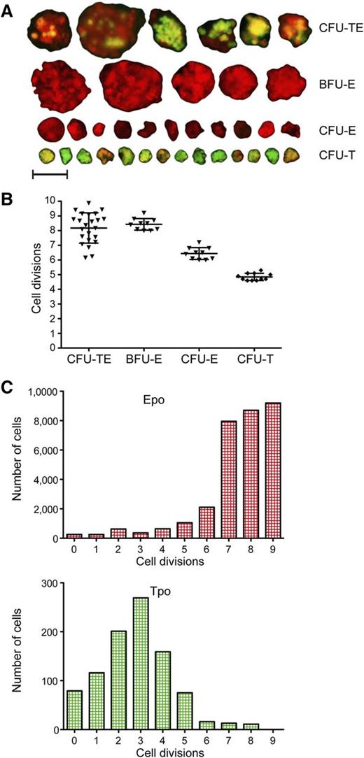 Figure 6. Proliferative capacity of CFU-TEs, BFU-Es, CFU-Es, and CFU-Ts. (A) Fluorescent photomicrographs of colonies grown in methylcellulose for 4 days and their categorization according to their proliferation capacity (size) and expression of cd41:GFP and gata1:dsRed. Photomicrographs were taken at original magnification ×200; scale bar represents 50 µm. (B) Proliferation capacity of BFU-Es, CFU-Es, and CFU-Ts assessed by cell counts of isolated colonies. (C) Proliferation capacity of WKM cells, grown in suspension with combination of recombinant Epo or Tpo protein added assessed by the division-mediated dilution of membrane dye PKH26.
