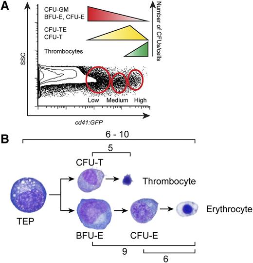 Figure 7. Levels of cd41:GFP mark differential populations of progenitor cells with varied proliferative capacity. (A) Schematic representation of CFU frequencies within the cd41:GFP+ combined L+P scatter fractions. (B) Schematic representation of the proliferation capacity of erythroid (BFU-E, CFU-E) and thrombocytic (CFU-T) progenitors assessed by counting of colony forming cells.