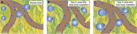 As with José Arcadio Buendía, megakaryocytes traverse the endosteal jungle of the bone marrow to rest adjacent the rivers of the vascular niche (A, Steady-state). Higher vascular concentrations of SDF-1 direct megakaryocyte chemotaxis to the blood vessel and are inverted by radiation damage (B, Day 2). Megakaryocyte migration to sinusoidal blood vessels accounts for vascular platelet release (C, Day 3). Professional illustration by Paulette Dennis.