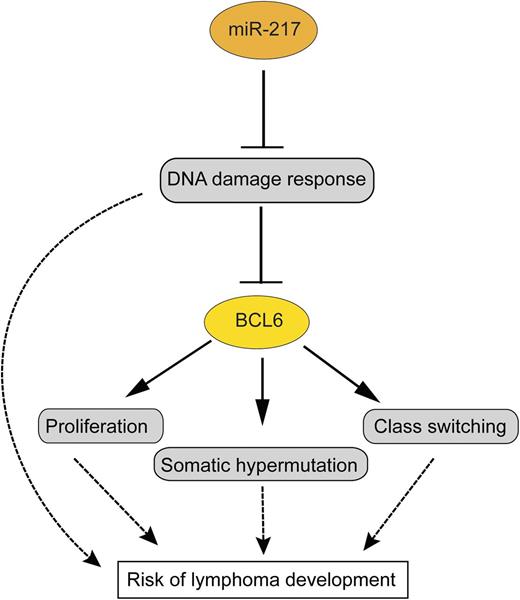 miR-217 dampens the DNA damage response in germinal center B cells, and through this—and perhaps additional functions—promotes BCL6 expression and stabilization. This is presumably one of the main ways how miR-217 promotes germinal center B-cell proliferation, somatic hypermutation, and class switching. All these functions of miR-217 increase the risk for the development of B-cell lymphomas from germinal center B cells. Arrows indicate a positive influence; the T-shaped lines indicate an inhibitory effect.