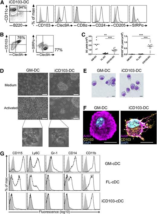 Figure 2. A novel culture method (iCD103) preferentially and efficiently generates CD103hi CD8α-like DCs. BM cells were cultured to generate GM-DCs, FL-DCs, or iCD103-DCs. (A) iCD103-DCs were analyzed by flow cytometry. Histograms show CD8α-like DC marker expression (solid black line) of live-gated CD11c+B220– DCs compared with isotype controls (gray overlay). (B) Clec9A vs CD103 (left) and Clec9A vs SIRPα (right) expression of live-gated CD11c+B220– iCD103-DCs. (C) Yield comparison per 1 × 106 input BM cells of CD11c+B220– DCs (left) and CD103+CD11c+B220– DCs (right) using GM-DC, FL-DC, and iCD103-DC culture methods. (D) Typical light micrographs of GM-DC and iCD103-DC cultures during steady state (Medium, upper panel) or after overnight CpG stimulation (Activated, lower panel). Enlarged views of activated DCs are depicted. Scale bars represent 50 µm. (E) Bright-field micrographs of cytospins of sorted CD11c+ GM-DCs and CD11c+B220–CD103+ iCD103-DCs after Giemsa staining. (F) Fluorescence micrographs of CpG-activated GM-DCs and iCD103-DCs stained for actin (magenta), CD103 (yellow), and nuclei (DAPI; cyan). (E-F) Scale bars represent 10 µm. (G) Myeloid lineage marker expression among live-gated CD11c+ GM-DCs or CD11c+B220– cDCs (FL-cDCs and iCD103-cDCs). Specific (solid black lines) and isotype control stainings (gray overlay) are depicted. Results are representative of 3 to 4 (A-B) or 3 (D-G) independent experiments. Data for (C) were combined from 7 (GM-DC), 3 (FL-DC), and 6 (iCD103-DC) independent experiments, each involving cultures from 1 to 6 mice. **P < .01, ***P < .001; 2-tailed Mann-Whitney U test.
