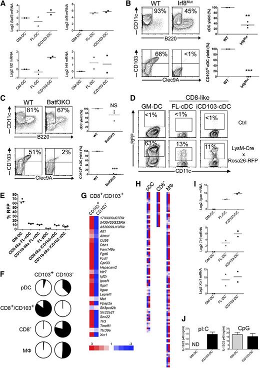 Figure 3. CD103hi iCD103-DCs develop independent of monocytes through Batf3- and Irf8-sensitive pathways and express CD8α/CD103 DC signature genes. (A) Relative expression of transcription factors by GM-DCs, FL-DCs, and iCD103-DCs. (B-C) iCD103-DCs generated from wild-type (WT) and (B) BXH2 (Irf8mut) or (C) Batf3−/− (Batf3KO) mice were analyzed by flow cytometry. The upper left plots show frequencies of CD11c+B220– cDCs and the lower left plots show frequencies of CD103hiClec9A+ DCs among cDCs (representative of 3 independent experiments). Quantifications of DC yields relative to WT cells are shown on the right for 3 independent experiments. NS, not statistically significant; **P < .01, ***P < .0001; paired Student t test. (D-E) GM-DCs, FL-DCs, and iCD103-DCs generated from LysM-Cre × Rosa26-RFP or Rosa26-RFP control mice (Ctrl) were analyzed for RFP expression by flow cytometry. One of 2 independent experiments, each involving 3 mice per genotype, is shown. (D) Representative plots compare CD11c vs RFP expression among CD11c+B220– BMDC subsets. (E) Summarized percentages of RFP+ DCs among CD11c+ GM-DCs, CD11c+B220–SIRPα– CD8α-like FL-DCs, CD11c+B220–SIRPα+ CD11b-like FL-DCs, CD11c+B220+ FL-pDCs, CD11c+B220–SIRPα+CD103– CD11b-like iCD103-DCs, and CD11c+B220–SIRPα–CD103hi CD8α-like iCD103-DCs. (F-H) Relative mRNA expression from FACS-sorted CD103hi and CD103– iCD103-DCs by Agilent microarray analysis. The expression of published gene signatures for pDCs, CD8+/CD103+ DCs, CD8– DCs, and macrophages was compared. See also supplemental Table 1. (F) Fraction of signature genes (black) upregulated ≥threefold in CD103+ vs CD103– iCD103-DCs (left; pDC: 4.3%, CD8+/CD103+: 82.1%, CD8–: 0%, MF: 0.9%) or upregulated ≥threefold in CD103– vs CD103+ iCD103-DCs (right; pDC: 32.3%, CD8+/CD103+: 0%, CD8–: 71.4%, MF: 47.4%). (G) Degree of overexpression (red) or underexpression (blue) for all genes of the CD8+/CD103+ DC signature in CD103+ vs CD103– iCD103-DCs (equal expression in white). (H) Signatures of pDCs, CD8– DCs, and macrophages as in (G). (I) Relative expression levels of Itgae, Tlr3, and Xcr1 among BMDCs. (J) GM-DCs or iCD103-DCs were stimulated for 24 hours with poly(inosine:cytidine) (pI:C) or CpG. IL-12/23p40 was quantified in the supernatant by enzyme-linked immunosorbent assay. Mean + SD (n = 3) is shown for 1 of 2 independent experiments. ND, not detectable. Data from (A) and (I) are combined from 2 independent experiments. Values are normalized to Hprt and GM-DCs.