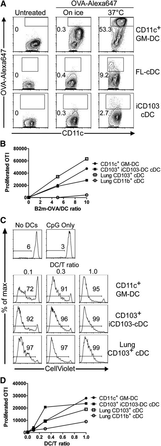 Figure 5. CD103hi iCD103-DCs cross-present cell-associated antigens. (A) GM-DCs, FL-DCs, and iCD103-DCs were seeded at equal numbers. OVA-Alexa647 was added for 10 minutes at 37°C. Controls were kept on ice or were untreated. The uptake of OVA was quantified by flow cytometry. Plots display CD11c expression vs OVA-Alex647 signal intensity among CD11c+ GM-DCs (top), CD11c+B220– FL-cDCs (middle), and CD11c+B220– iCD103-cDCs (bottom). Numbers indicate percentages of DCs that have actively internalized OVA-Alexa647. (B-D) CD11c+ GM-DCs, CD11c+B220–CD103hi iCD103-DCs, lung CD103+ DCs, and lung CD11b+ DCs were FACS-sorted. DCs were co-cultured at varying ratios with CD8+CellViolet+ .OTI T cells in the presence of (B) irradiated OVA-coated B2m−/− splenocytes or (C-D) irradiated B16-OVA melanoma cells and CpG. Proliferation was quantified by flow cytometry after 5 days of culture. (B,D) The graphs show the numbers of proliferated CD8β+ OTI cells (mean values of duplicate wells) in response to (B) splenocytes or (D) B16-OVA cells. (C) Representative histograms show CellViolet dilution of CD8β+ OTI cells in response to B16-OVA. Wells without DCs (No DCs) or without DCs and B16-OVA cells (CpG only) served as controls. Results are representative of 2 independent experiments (A-D).