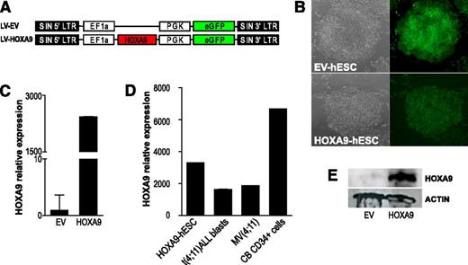 Figure 2. Enforced expression of Hoxa9 in hESCs. (A) Schematic representation of the lentiviral vectors used. (B) Bright field and fluorescence images of colonies of empty vector (EV)-expressing and HOXA9-expressing hESCs. (C) Quantitative polymerase chain reaction showing Hoxa9 transcript overexpression in hESCs. (D) Relative Hoxa9 expression levels reached in HOXA9-hESCs as compared with the endogenous HOXA9 expression in CB-CD34+, t(4;11) leukemic blasts and the leukemic cell line MV(4;11). Relative expression is shown normalized to EV-hESCs. (E) Western blot analysis demonstrating ectopic Hoxa9 protein expression in hESCs.