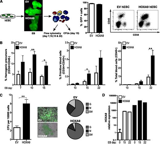 Figure 4. Overexpression of HOXA9 during EB development leads to an increased hematopoietic differentiation. (A) Schematic of the EB-based hematopoietic differentiation and endpoint analyses (left panel). More than 90% of the cells within both empty vector (EV)-hESC/EB and HOXA9-hESC/EBs cultures were transduced (GFP+; middle panel). Representative flow cytometry displaying how HEPs (CD34+CD31+CD45−) and blood cells (CD45+) are identified (right panel). (B) HOXA9 robustly promotes differentiation into HEPs, primitive blood cells (CD34+CD45+), and total blood cells (CD45+). (C) Hoxa9-expressing blood progeny displays threefold higher clonogenic potential (left panel). Colonies retained GFP expression after the CFU assay, and scoring of CFU reveals a skew toward G-CFU in Hoxa9-transduced progenitors (middle and right panels). (D) Quantitative PCR analysis demonstrating that exogenous levels of Hoxa9 remain high throughout EB differentiation. Data represent mean ± standard error of the mean for 6 independent experiments.