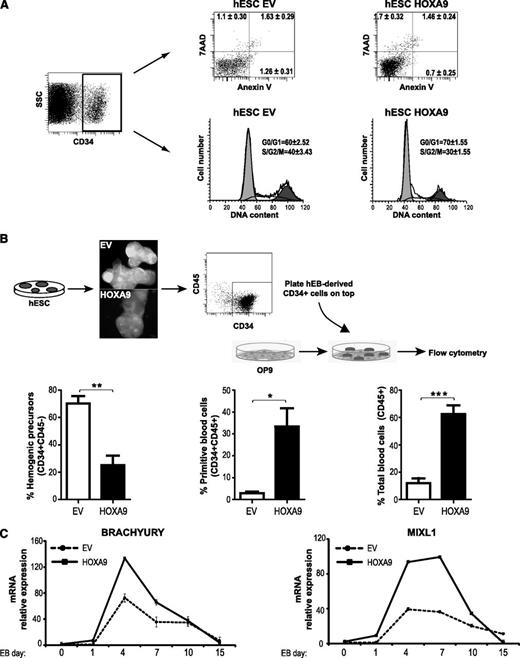 Figure 5. HOXA9 promotes specification rather than survival or proliferation of HEPs. (A) Apoptosis and cell cycle analysis on empty vector (EV)- or HOXA9-hESC–derived HEPs. Similar numbers of dead cells (Annexin V+/7AAD+), apoptosis-undergoing cells (Annexin V+), and cycling cells (S, G2, and M) were found in EV-HEPs versus HOXA9-HEPs. (B) HEPs were purified at day 10 of differentiation and cocultured with OP9 for 4 days. HOXA9-HEPs differentiated faster toward CD34+CD45+, and CD45+ hematopoietic cells. Data represent mean ± standard error of the mean (SEM) for 4 independent experiments. (C) Gene expression kinetics of the mesendodermal transcription factors Brachyury and MixL1 during EV- and HOXA9-EB hematopoietic differentiation. Data represent mean ± SEM for 2 independent experiments. SSC, side scatter.