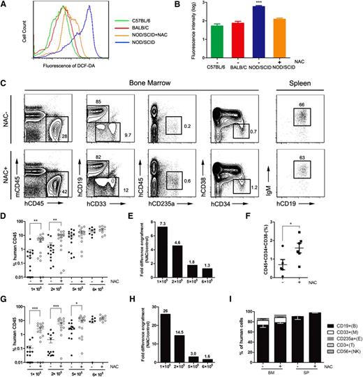 Figure 1. Improved human hematopoietic cell engraftment in NOD/SCID mice by intravenous administration of NAC. NOD/SCID mice were injected with NAC or phosphate-buffered saline (control group) for 2 consecutive weeks. The NAC-injected mice also received NAC in their drinking water until the termination of the experiments. NAC-treated and untreated recipients were transplanted with human CD34+ CB cells intravenously, and human chimerism was assessed by flow cytometry in the BM and spleen. (A) Representative profile of 2′,7′-dichlorofluorescin diacetate–stained BM cells isolated from age-matched C57BL/6, BALB/C, NAC-treated, and untreated NOD/SCID mice. (B) Mean for replicates of (A) shown in BM cells (n = 10 mice per group; this analysis was consistent in 3 independent experiments). (C) Representative flow plots of human cell engraftment and multilineage differentiation in the BM and spleen of NAC-treated and untreated NOD/SCID mice engrafted with 5 × 105 CD34+ CB cells. (D,G) Mean engraftment levels of human cells in the BM and spleen of NAC-treated and untreated mice when different numbers (1 × 105, 2 × 105, 5 × 105, 6 × 105) of CD34+ CB cells were injected (for 1 × 105 and 2 × 105 cells: n = 15 mice per group, 3 independent experiments; for 5 × 105 cells: n = 14 mice per group, 3 experiments; for 6 × 105 cells: n = 8 mice per group, 2 experiments). (E,H) Bars represent the fold difference in engraftment levels between NAC-treated and untreated recipients in BM and spleen. (F) The CD34+CD38– population of the engrafting human cells (hCD45+) in NAC-treated and untreated recipient mouse BM. (I) Lineage engraftment of human cells. CD19+CD33– B cells, CD19–CD33+ myeloid cells, CD45–CD235a+ erythroid cells, CD56+ natural killer cells, and CD3+ T cells are shown. Values represent the mean ± standard error of the mean (SEM). *P < .05; **P = .01 to .001; ***P < .001. IgM, immunoglobulin M; SP, spleen.