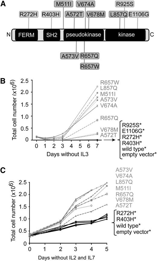 Figure 1. JAK3 mutants transform Ba/F3 and MOHITO cells to cytokine-independent growth. (A) Schematic representation of JAK3 protein and its main domains; the four-point-one, Ezrin, Radixin, Moesin (FERM) domain; the Src homology-2 (SH2) domain; and the pseudokinase and kinase domains. Mutations studied in this work are shown. (B-C) The proliferation curve of Ba/F3 (B) or MOHITO (C) cells expressing various JAK3 mutants, JAK3 wild-type, or empty vector, in the absence of cytokines. Mutations that did not stimulate proliferation more than wild-type JAK3 were considered nontransforming mutants and are indicated with asterisk (*).