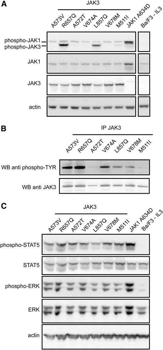 Figure 2. JAK3 mutants signal through JAK1, STAT5, and ERK in a cytokine-independent manner. (A) Western blot analysis of whole-cell lysates of Ba/F3 cells transformed by JAK3 mutants. Phosphorylation of JAK1 was detected for all JAK3 mutants. JAK3 phosphorylation was clearly detected for some, but not all, JAK3 mutant proteins, most likely because of the specificity of the used antibody. JAK3 protein expression was detected with a human-specific antibody, not recognizing the endogenous JAK3 expression. (B) JAK3 phosphorylation could be detected for all JAK3 mutants after immunoprecipitation and detection with a phosphotyrosine antibody (4G10). (C) All transforming JAK3 mutants were able to phosphorylate downstream signaling components STAT5 and ERK.