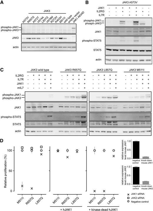 Figure 3. JAK1 kinase activity is essential for the transforming properties of JAK3 mutants. (A) Western blot detection of JAK3 mutants expressed in 293T cells. (B-C) Western blot analysis of whole-cell lysates after reconstitution of the IL7-receptor signaling complex in 293T cells. The 293T cells were transiently transfected with the constructs as indicated. (D) The graph shows relative proliferation of Ba/F3 cells expressing JAK3 M511I, R657Q, or L857Q 48 hours after knockdown of endogenous Jak1 or Jak2 compared with scrambled siRNA. Rescue of the proliferation of cells with Jak1 knockdown was achieved by expression of human JAK1, but not by expression of kinase dead JAK1. Relative proliferation is shown 48 hours after knockdown of endogenous Jak1. Knockdown efficiency was determined by quantitative polymerase chain reaction for all cell lines; results are shown for one cell line but are representative of all cell lines.