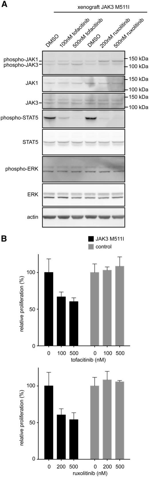 Figure 5. Ex vivo treatment of primary human T-ALL cells with JAK3 M511I mutation. (A) Western blot analysis of xenograft-derived cells that express JAK3 M511I were cultured ex vivo and treated for 90 minutes with tofacitinib, ruxolitinib, or vehicle (DMSO). (B) Graph shows relative proliferation after 48 hours of treatment with JAK inhibitors of human T-ALL xenograft–derived cells.