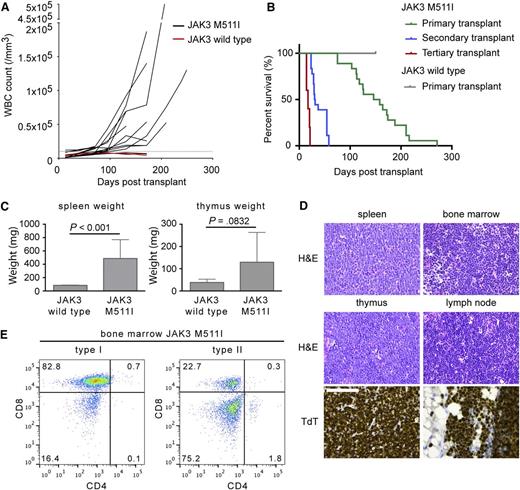 Figure 6. Expression of JAK3 M511I in the bone marrow cells of Balb/c mice cause a T-lymphoproliferative disease that progresses to T-ALL. (A) Evolution of the WBC count in JAK3 M511I animals. WBC count was measured every 2 weeks. The upper limit of normal WBC count (10 000/mm3) is indicated by a dashed line. (B) Kaplan-Meier survival curve of BALB/c mice receiving bone marrow transplantation of lineage-negative cells expressing JAK3 M511I. Mice transplanted with cells expressing wild-type JAK3 had neither hematologic abnormalities nor signs of disease. (C) The spleen and thymus weights of mice transplanted with cells expressing JAK3 M511I compared with mice transplanted with JAK3 wild-type cells. Significance was determined by Student t test. (D) Hematoxylin and eosin (H&E) staining of the spleen, bone marrow, thymus, and lymph node. Terminal deoxynucleotidyl transferase (TdT) staining of the thymus and lymph node. The scale bar represents 100 μm. (E) Analysis of the bone marrow cells of diseased animals by flow cytometry with anti-CD4 and anti-CD8 antibodies. Pathology images were obtained using a Leica DM2500 microscope and a Leica DFC290HD camera and analyzed using the Leica Application suite LAS v4.1 software. Images were processed with Adobe Photoshop CS5.