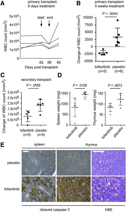 Figure 7. JAK3 M511I cells are sensitive to the JAK3 inhibitor tofacitinib in vivo. (A) Four BALB/c mice that received a primary transplant of cells expressing JAK3 M511I were treated for 6 days with tofacitinib, 2 times per day with a total concentration of 30 mg/kg per day. WBC count was determined before, during, and after treatment. The graph shows WBC count over time, indicating days post-transplant. (B) Eleven BALB/C mice received a primary transplant of cells expressing JAK3 M511I. Mice were randomly divided into 2 groups. One group was treated with tofacitinib for 5 weeks, twice daily, with a total concentration of 40 mg/kg per day. The other group received vehicle (DMSO) treatment. WBC count was determined at the start and end of treatment. The graph shows differences in WBC counts over the 5 weeks of treatment. (C) Ten BALB/c mice received a secondary transplant of cells expressing JAK3 M511I. Afterward, mice were randomly divided into 2 groups. Both groups were treated for 14 days, one group with tofacitinib and the second group with vehicle (DMSO). Treatment was performed 2 times per day with a total concentration of 20 mg/kg per day. WBC count was determined at the start and the end of the experiment. The graph shows the difference in WBC count over the 14 days of treatment. (D) Graphs show the spleen, thymus, and lymph node weights of secondary transplanted mice with JAK3 M511I after 18 days of treatment with tofacitinib or vehicle. Significance was determined by Student t test. (E) Cleaved caspase-3 staining of the spleen and thymus samples retrieved from the experiment shown in (C). H&E staining of the thymus after treatment with placebo or tofacitinib. The scale bars represent 100 μm. Pathology images were obtained using a Leica DM2500 microscope and a Leica DFC290HD camera and analyzed using the Leica Application suite LAS v4.1 software. Images were processed with Adobe Photoshop CS5.