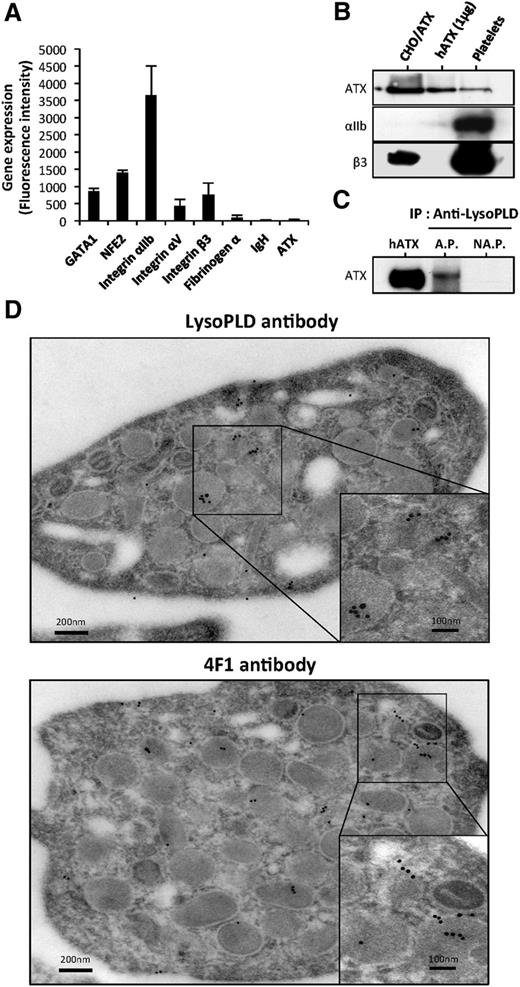 Figure 1. ATX is present in human platelets. (A) Gene expression in MKs. Mean of fluorescence intensity on Affymetrix MOE430A mouse array for GATA1, NFE2, integrin αIIb, integrin αV, integrin β3, fibrinogen α-chain, immunoglobulin heavy chain, and ATX were calculated from GEO dataset accession numbers GSM152271 and GSM152272, as previously established.21 (B) ATX expression in unstimulated human platelet lysate was detected by immunoblotting using anti-LysoPLD polyclonal antibody. Total CHO-dhfr+/ATX cell lysate and recombinant human ATX were used as controls. Integrin subunits αIIb and β3 were detected with specific antibodies. (C) Immunoprecipitation of ATX. Six releasates from aggregated platelets or supernatant from nonaggregated platelets were incubated with anti-LysoPLD antibody. ATX was immunodetected with the anti-LysoPLD antibody. (D) Image obtained from transmission electron microscopy of unstimulated human platelets. The grids were reacted with an anti-LysoPLD polyclonal antibody (top) or with 4F1 monoclonal antibody (bottom). The in situ localization of ATX was identified by gold particles after an amplification of the primary signal. AP, aggregated platelets; hATX, human ATX; NAP, nonaggregated platelets.