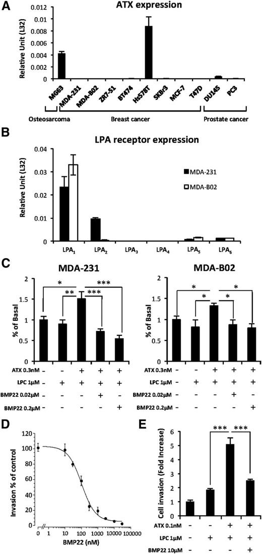 Figure 3. Exogenous ATX controls LPA-dependent cell proliferation and endothelial cell transmigration. (A) Real-time PCR analysis of ATX mRNA expression in osteosarcoma, breast, and prostate cancer cell lines. Values were normalized to housekeeping L32 gene. Data represent the mean (± SD) of 2 independent experiments performed in triplicate. (B) Real-time PCR analysis of LPA receptor (LPA1-6) mRNA expression in MDA-231 and MDA-B02 cell lines. Values were normalized to housekeeping L32 gene. Data represent the mean (± SD) of 2 independent experiments performed in triplicate. (C) Cell proliferation assessed by 5-bromo-2′-deoxyuridine incorporation of MDA-MB-231 (left) and MDA-BO2 (right) cells in response to LPC and recombinant ATX in the presence or absence of BMP22. Results are expressed as the mean (± SD) of 3 independent experiments performed in 6 replicates (*P < .05; **P < .01; ***P < .001; vs cancer cells in presence of ATX and LPC using 1-way ANOVA with a Bonferroni posttest). (D) Effects of BMP22 on MDA-MB 231 cell invasion. Dose-response curves were generated in the presence of ATX and increasing concentrations of BMP22. Data represent the mean percentage of inhibition (± SEM) of 3 independent experiments performed in quadruplicate. (E) Effects of BMP22 on MDA-MB 231 cell transmigration across a HUVEC monolayer. Data represent the mean (± SEM) of 2 experiments performed in quadruplicate (***P < .0001 vs MDA-231 cells in presence of ATX and LPC using 1-way ANOVA with a Bonferroni posttest).
