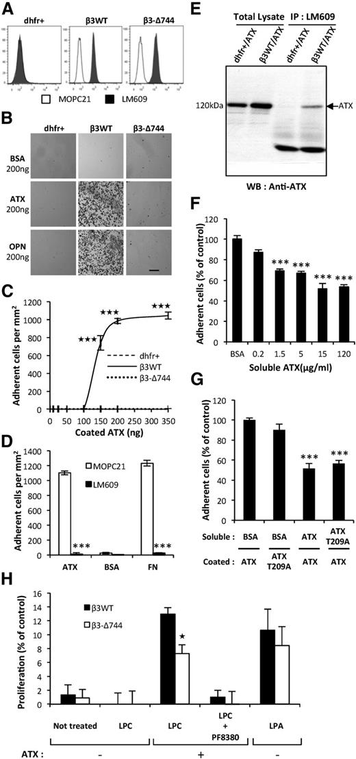 Figure 4. Functionally active integrin αVβ3 in cancer cells is required for ATX binding. (A) Flow cytometry detection of cell surface expression of integrin αVβ3 in parental CHO-dhfr+ (dhfr+, left), CHO-β3WT (β3WT, middle), and CHO-β3-Δ744 (β3-Δ744, right) cells. Cells were immunostained with the anti-human integrin αVβ3 monoclonal antibody, LM609 (dark histograms) or isotype control antibody, MOPC21 (open histograms). (B) CHO cell adhesion on ATX in presence of Mn2+ (2 mM). Optical microscopy observation of cell adhesion on ATX or OPN (scale bar: 200 μm). (C) Dose-response curves of cell adhesion were generated in the presence of increasing amounts of coated ATX. Data represent the mean of adherent cell/mm2 (± SD) of 3 independent experiments performed in triplicate (***P < .001; vs CHO-dhfr+ using 2-way ANOVA with a Bonferroni posttest). (D) Inhibition of CHO-β3WT cell adhesion on ATX and FN with LM609 antibody. BSA was used as a negative control for cell adhesion. Cells were preincubated for 1 hour in the presence of LM609 or MOPC21 antibodies (10 μg/mL). Data represent the mean of adherent cell/mm2 (± SD) of 3 experiments performed in triplicate (***P < .001; vs CHOβ3WT cells treated with MOPC21 antibody using 1-way ANOVA with a Bonferroni posttest). (E) Coimmunoprecipitation of ATX and integrin β3. Cell lysate from stable transfectants of CHO-dhfr+/ATX and CHO-β3WT/ATX expressing mouse ATX were incubated with LM609 antibody. ATX was immunodetected with the anti-LysoPLD antibody. (F) Soluble ATX inhibits cell adhesion of coated ATX. CHO-β3WT cells were preincubated for 1 hour in the presence of soluble ATX (x-axis) prior to the adhesion assay. Data represent the mean percentage of adherent cells (± SEM) from 2 independent experiments performed in triplicate (***P < .001; vs CHOβ3WT cells treated with BSA using 1-way ANOVA with a Bonferroni posttest). (G) Inhibition of CHO-β3WT cell adhesion with soluble functionally active ATX or soluble lysoPLD-deficient ATX-T209A. Cells were preincubated for 1 hour in the presence of soluble ATX, soluble ATX-T209A, or BSA as control (15 μg/mL). Data represent mean percentage of adherent cells (± SD) of 2 experiments performed in triplicate (***P < .001; vs CHOβ3WT cells treated with BSA using 1-way ANOVA with a Bonferroni posttest). (H) Cell proliferation of CHO-β3WT (β3WT) and CHO-β3-Δ744 (β3-Δ744) cells in response to LPC (1 μM) and recombinant ATX (1 nM), in presence or absence of PF8330 (5 nM) or in response to LPA (1 μM) in serum-free Ham’s F-12K medium. Cell proliferation was assessed by densitometry analysis after cell staining with crystal violet. Data are expressed as mean density (± SD) of 6 replicates and are representative of 3 experiments. (*P < .05; vs CHO-β3WT using 2-way ANOVA with a Bonferroni posttest).