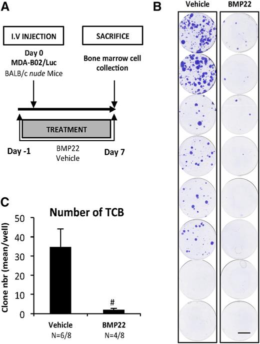 Figure 5. NT-ATX/lysoPLD controls early steps of tumor cell bone colonization. (A) Mice were injected IV with MDA-B02/luc cells and treated with BMP22 (1 mg/kg/day, i.p.) or vehicle from day 1 to day 8. (B) Bone marrow cells were collected and cultured for 2 weeks in the presence of puromycin (1 µg/mL). Colonies corresponding to tumor cells that colonized the bone (TCB) were fixed and stained with 20% methanol-crystal violet (v/v) (scale bar: 1 cm). (C) TCB colonies were counted. Results are expressed as mean of TCB (± SEM). Statistical analysis was performed using the nonparametric Mann-Whitney U test (#P < .05; vs vehicle-treated animals).
