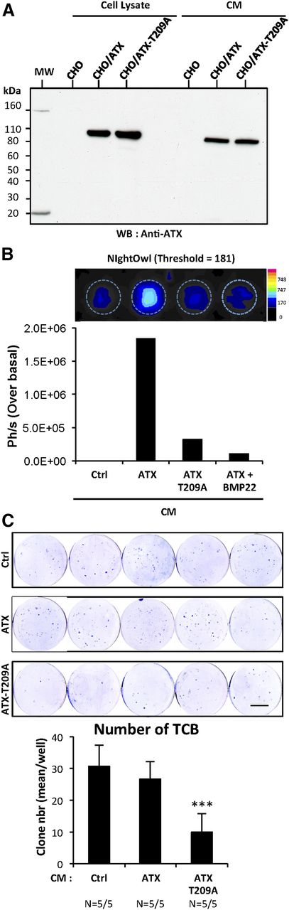 Figure 6. Inhibition of early steps of tumor cell bone colonization by circulating inactive ATX. (A) Detection of functionally active ATX and lysoPLD-deficient ATX-T209A expression in cell lysates and in conditioned media (CM) of CHO-dhfr+/ATX and CHO-dhfr+/ATX-T209A cells by immunoblotting using an anti-lysoPLD polyclonal antibody. (B) LysoPLD activity was quantified in cell culture CM in the presence or absence of BMP22 by fluorescence imaging on NightOwl using the ATX-Red compound (1 μM). Data are expressed as photon per second (Ph/s) over basal. Ctrl corresponds to parental CHO-dhfr+ cells. (C) BALB/c nude mice were treated with CM (300 μL/twice daily, i.p.) collected from transfected parental CHO-dhfr+ cells (Ctrl) or transfectants CHO-dhfr+/ATX (ATX) and CHO-dhfr+/ATX-T209A (ATX-T209A) cells 1 day before and the next 8 days after MDA-B02/luc cells injection (scale bar: 1 cm). Bone marrow cells were collected, cultured, and stained as described in Figure 5B (scale bar: 1 cm). (C) TCB colonies were counted. Results are expressed as mean of TCB (± SEM). Statistical analysis was performed using the nonparametric Mann-Whitney U test (***P < 0.05; vs vehicle-treated animals).