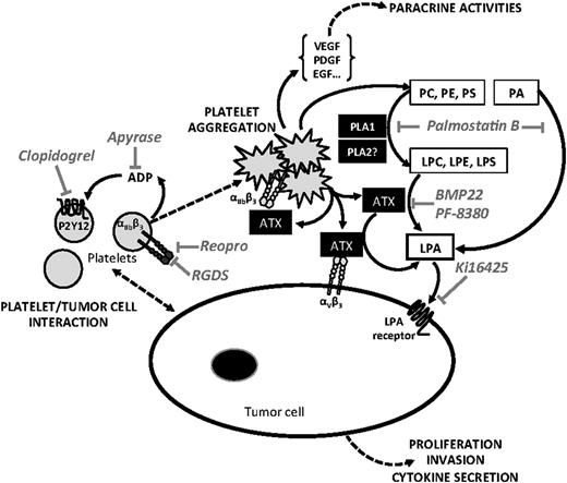 Figure 7. Schematic representation of LPA-dependent platelet-induced tumor cell metastasis. Tumor cell-induced platelet production of bioactive LPA (inhibitor: LPA receptor antagonist Ki16425) requires a first step of platelet aggregation that is prevented by selective inhibitors of αIIbβ3 integrin (RGDS, ReoPro), adenosine 5′-diphosphate activating pathway (Apyrase), and P2Y12 inhibitor (Clopidogrel). The second step requires the activation of phospholipases A1 and A2 (inhibitor: Palmostatin B) degrading membrane phospholipids among direct (phosphatidic acid) or indirect (phosphatidylcholine, phosphatidylserine, and phosphatidylethanolamine) precursors of LPA (LPC, lysophosphatidylserine, and lysophosphatidylethanolamine), that in turn are hydrolyzed by ATX/LysoPLD (ATX; lysoPLD inhibitors: BMP22 en PF-8380), released by activated platelets acting as free enzymes and/or bound to β3 integrins (αIIbβ3 and αVβ3). LPE, lysophosphatidylethanolamine; LPS, lysophosphatidyserine; PA, phosphatidic acid; PC, phosphatidylcholine; PE, phosphatidylethanolamine; PLA1, phospholipase A1; PLA2, phospholipase A2; PS, phosphatidylserine.