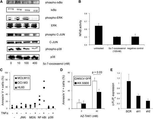 Figure 3. Apoptosis induced by TAK1 inhibition is mainly dependent on NF-κB pathway. (A) OCI-M3 cells were treated with various concentrations of 5z-7-oxozeaenol, and western blot analysis was performed on phospho-IκBα, total IκBα, phospho-ERK, total ERK, phospho-c-JUN, total C-JUN, phospo-p38, and total p38. (B) NF-κB activity of OCI-M3 cells treated with 100 nM 5z-7-oxozeaenol. NF-κB activity was measured by p65 DNA-binding enzyme-linked immunosorbent assay. The negative control is the background (no nuclear extract). (C) MOLM13, OCI-M3, and HL60 cells were treated with 10 μM JNK inhibitor SP600125, 5 μM MEK/ERK inhibitor U0126, 5 μM NF-κB inhibitor BMS-345541, or 1 μM p38 inhibitor SB203580, alone, or in combination with TNFα. After 24 hours of incubation, apoptosis was quantified by annexin V staining. (D) OCI-M3 cells were transduced with control MIGR1 or IKK SSEE vector and incubated with 80 nM AZ-TAK1. After 24 hours, annexin V+ cells were measured. (E) Relative cFLIPL levels of SCR HL60 and shTAK1 cells were quantified by quantitative polymerase chain reaction. MSCV, murine stem cell virus.